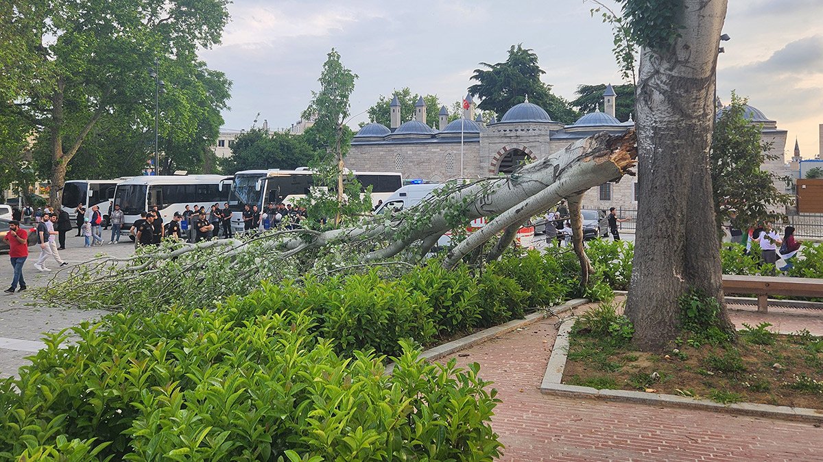 Beyazıt Meydanı'nda çınar ağacı devrildi: Turist rehberi hastaneye kaldırıldı