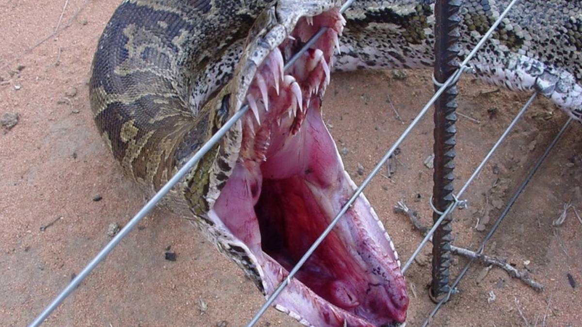 Burası Amerika değil Türkiye! Topraktan fırlayan dev yılan çiftçiyi hastanelik etti... Uzmanlar uyardı, istila başladı!