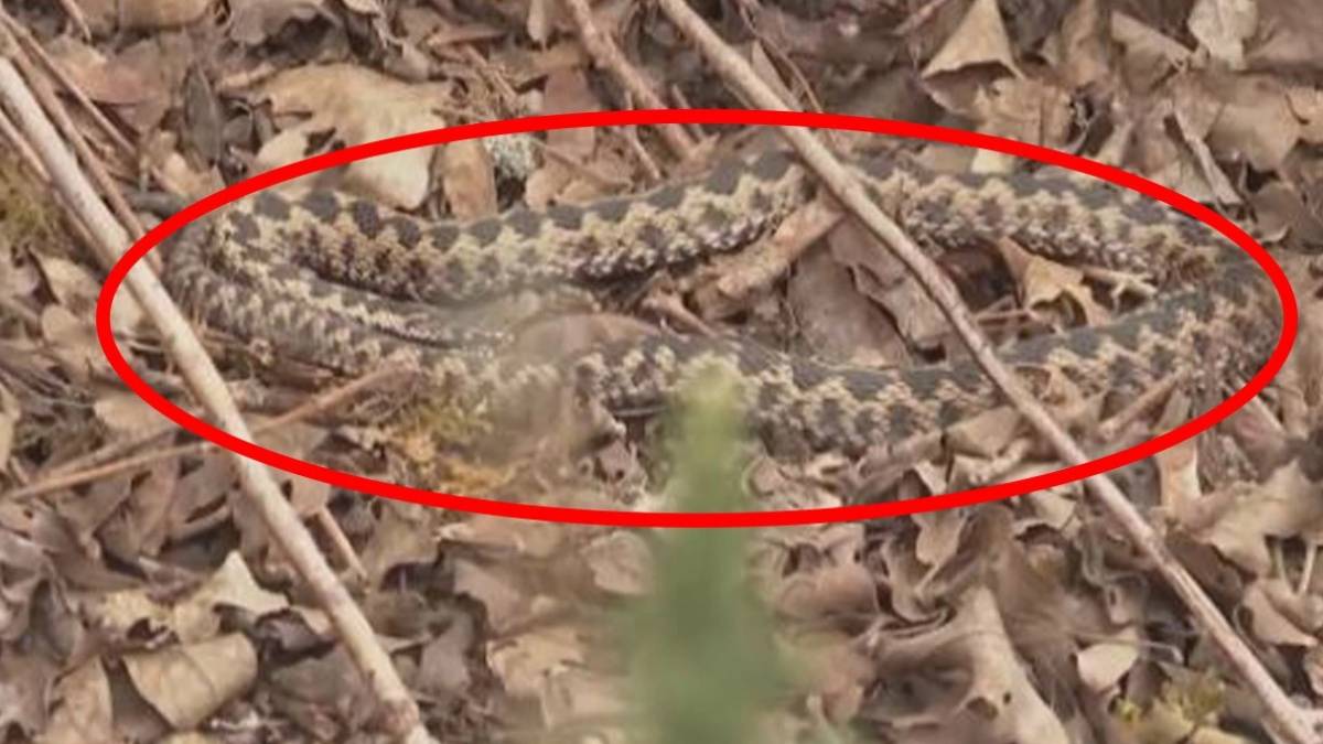Dünyanın en zehirli yılanı! Saldırıya uğrayan kadın ayağını kaybetti: Türkiye'de bolca var, görünce hemen kaçın!