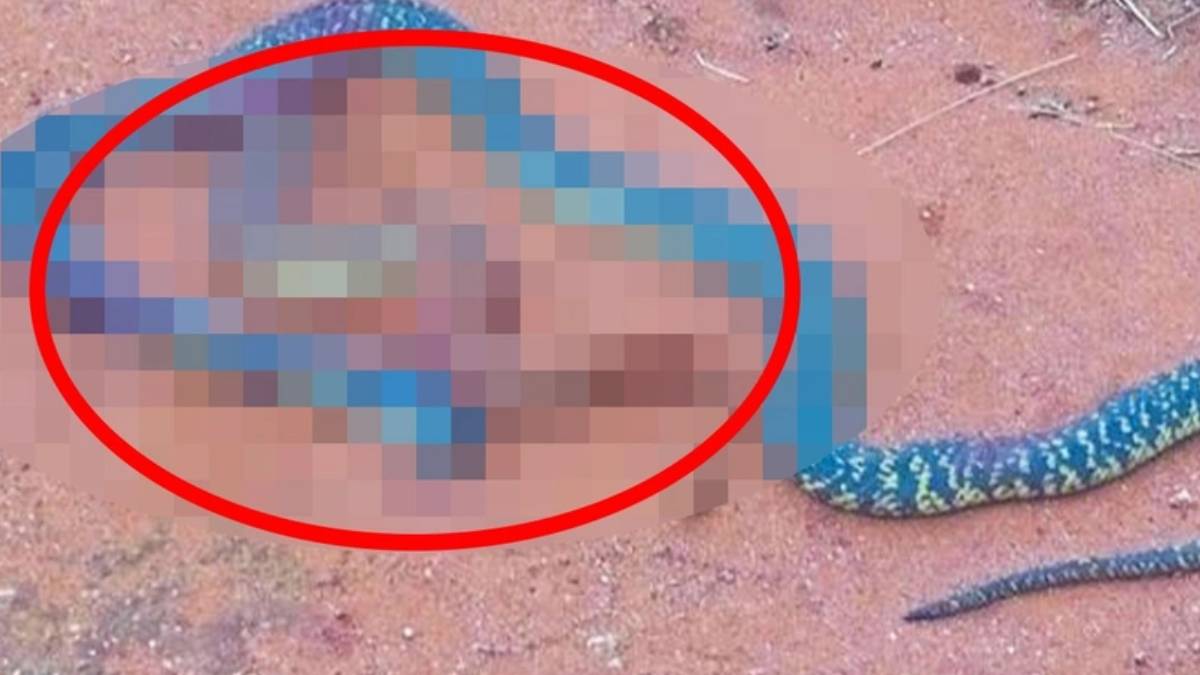 Dünya bu kareyi konuşuyor! Dev yılanın içerisinden çıkan şey herkesi şoke etti... Görünce tüyleriniz diken diken olacak!