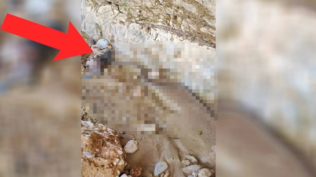 Türkiye'nin en zehirli yılanı! Uzmanlar son dakika olarak uyardı: O ilimizde istila başladı!