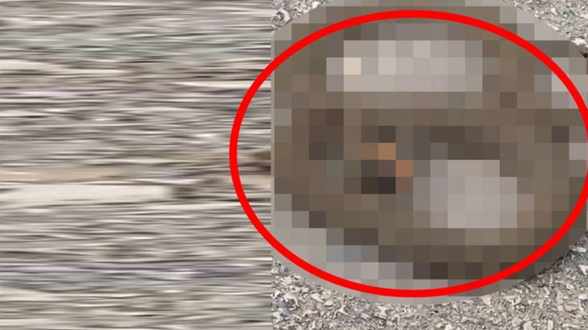 Görüntüleri görünce tüyleriniz diken diken olacak! Çalılıklardan ok gibi fırlayan yılan dehşet saçtı: O ilimizde istila başladı!