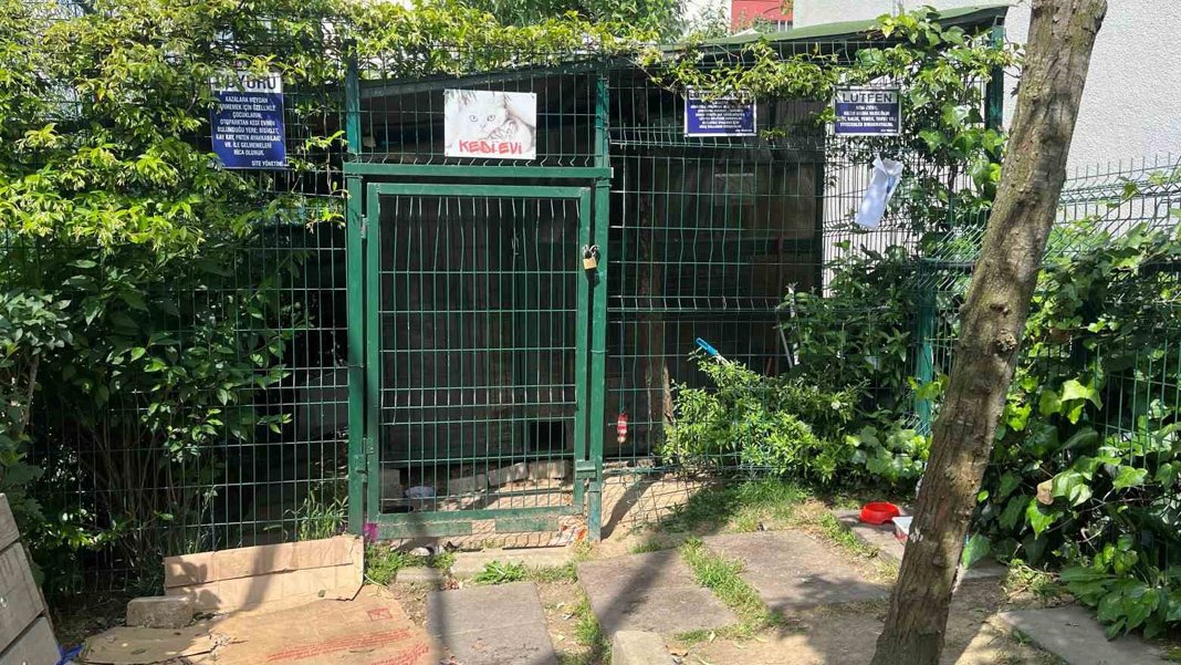 İstanbul'da sitedeki kedileri poşetlerle toplayıp otoban kenarına attılar