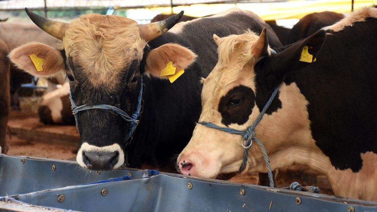 Kurbanlık fiyatlarında büyük artış: Büyükbaşın fiyatı bu yıl asgari 84 bin TL