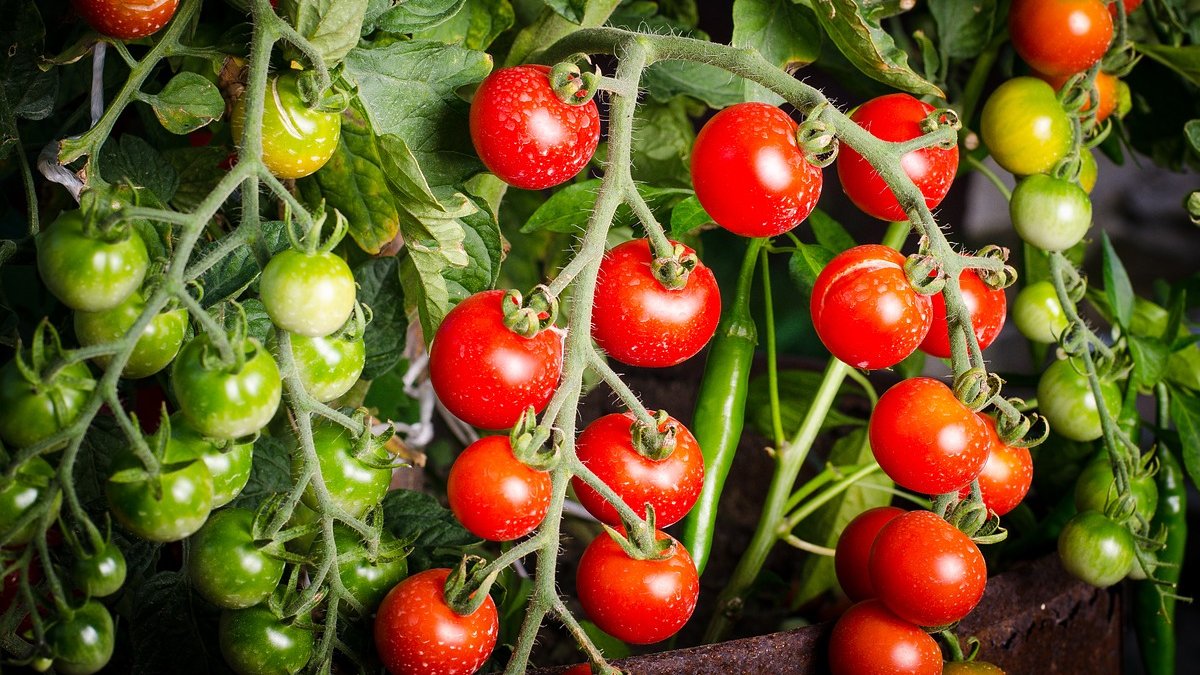 Karıncaları evinizden domatesle uzaklaştırın! Bu basit ve doğal yöntemi kimse bilmiyor