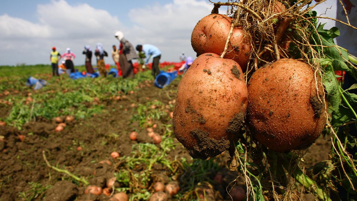 Fiyatı durdurulamıyor, zam şampiyonu oldu: Soğandan sonra patates!