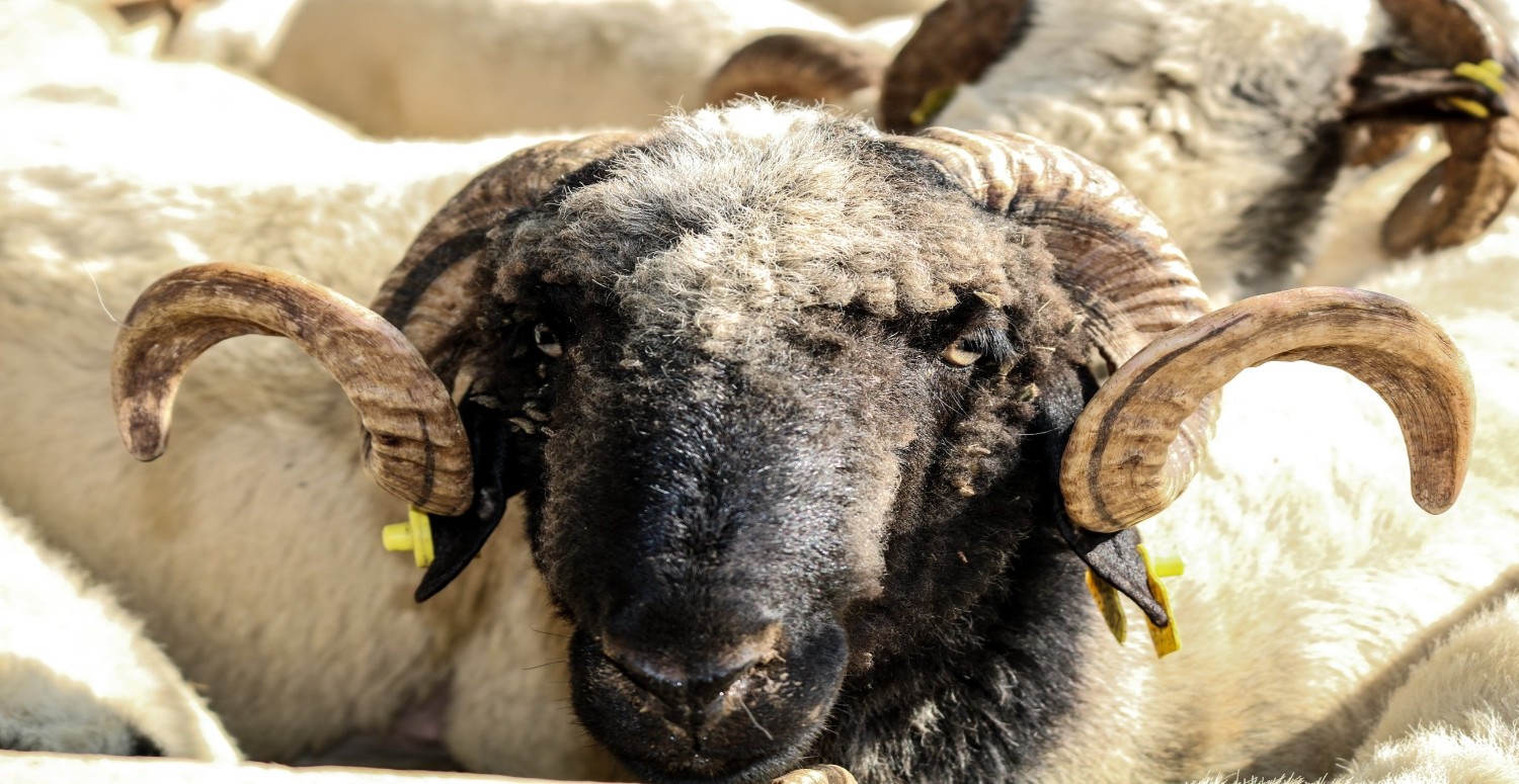 Kurban Bayramı öncesi fiyatlar netleşti! Bu bayram kurban kesmenin bedeli dudak uçuklattı: İşte kurbanlık fiyatları
