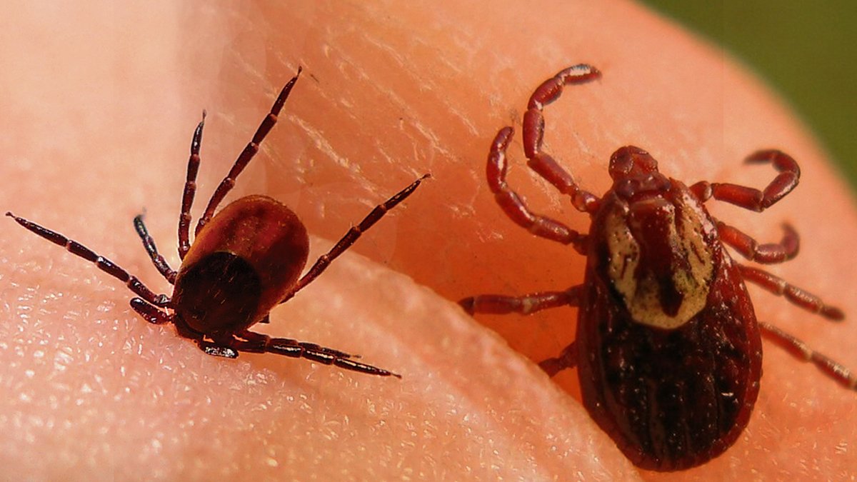 En çok görülen kentlerin başındaydı: Kabus Tokat'ta can aldı