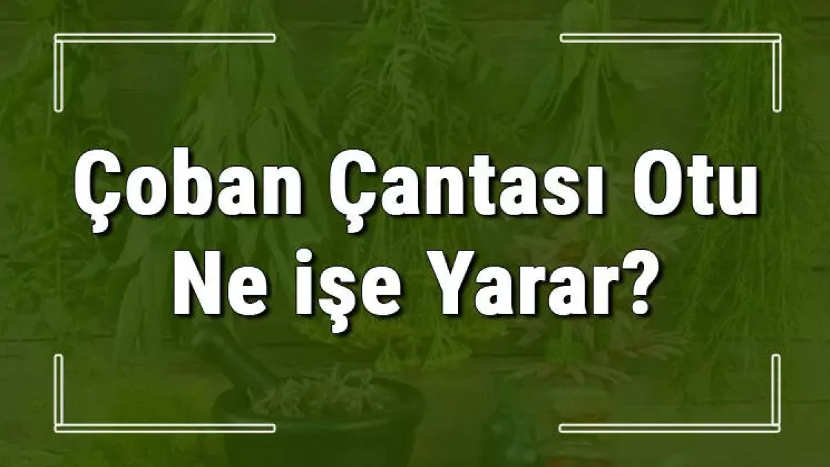 Çoban Çantası Otu: Tanım ve Özellikler