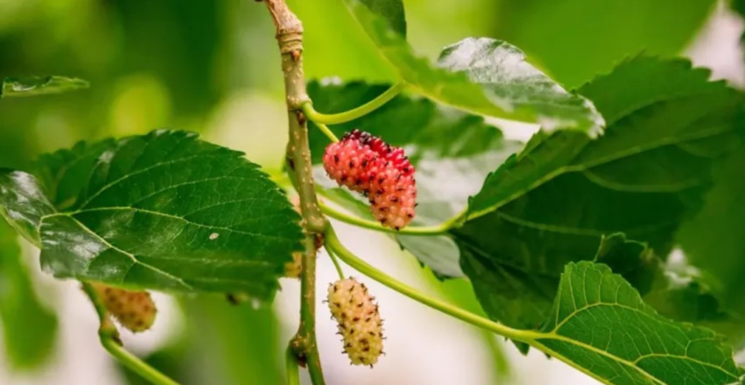 Bu meyvenin yaprağını kaynatıp için! Etkisini gördükten sonra bir daha hastaneye yolunuz düşmeyecek