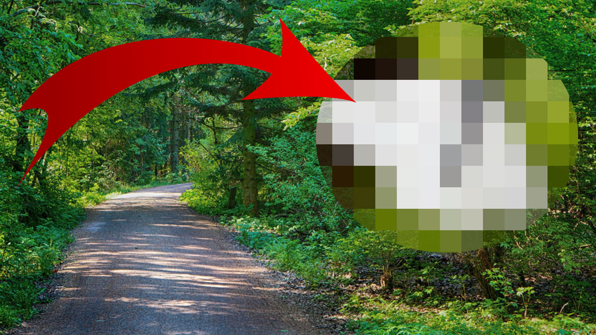 100 yıl sonra yeniden ortaya çıktı! Siyah damarlı, kanatları ve tüyleri var, her an karşınıza çıkabilir