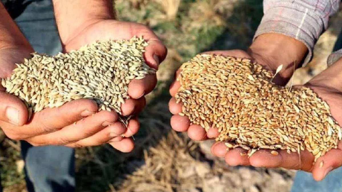 Toprak Mahsulleri Ofisi duyurdu! Buğday ve arpa satış fiyatları belli oldu