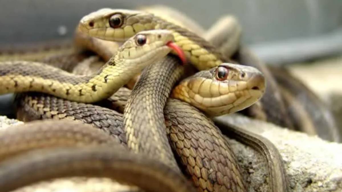 Burası Amerika değil Türkiye! Yılan sokak ortasında dehşet saçtı... Uzmanlar uyardı, o ilimizde istila başladı!