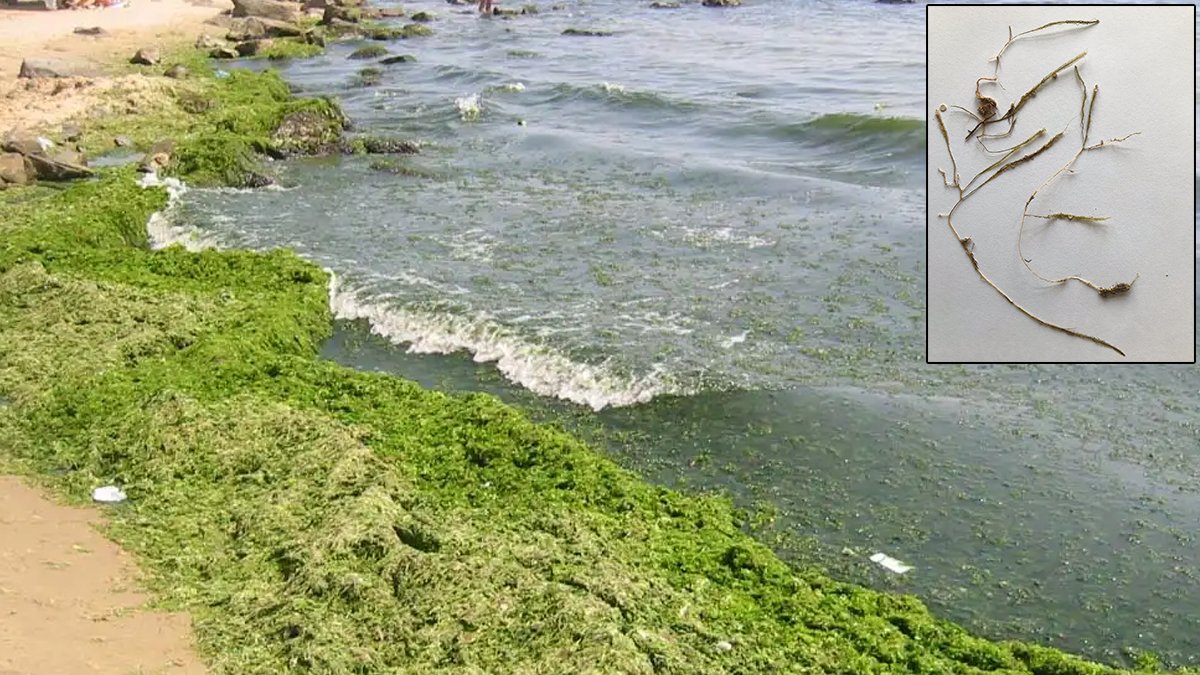 Yayıldığı yerde dengeyi bozuyor: Katil yosunun yeni rotası Karadeniz