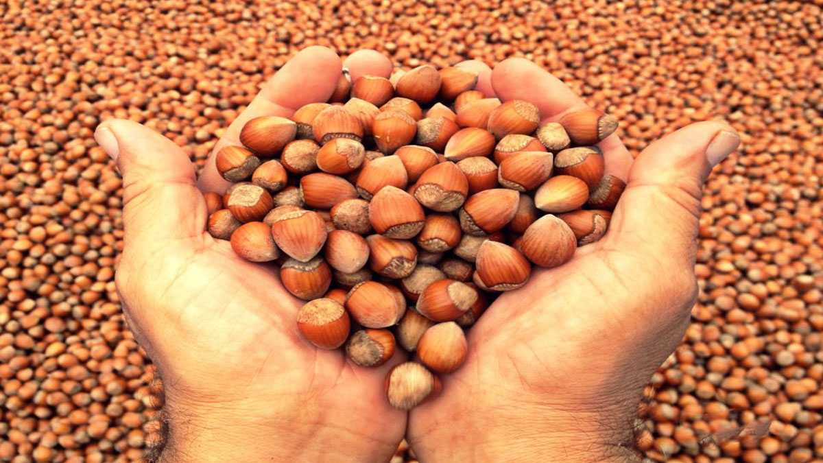 Fındık fiyatları alev aldı! Zam üstüne zam geliyor: İl il güncel fındık alım fiyatları...