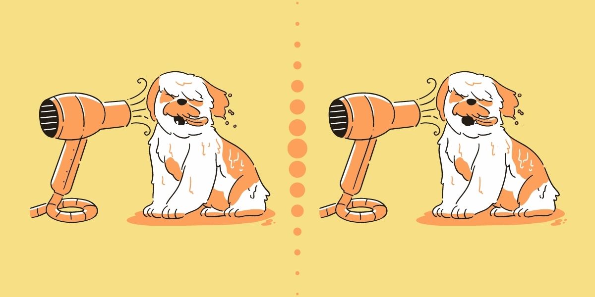 15 saniyede farkı bulun: Bu 2 sevimli köpek resmi arasındaki 5 farkı bulmak için gözlerinizi zorlayın!