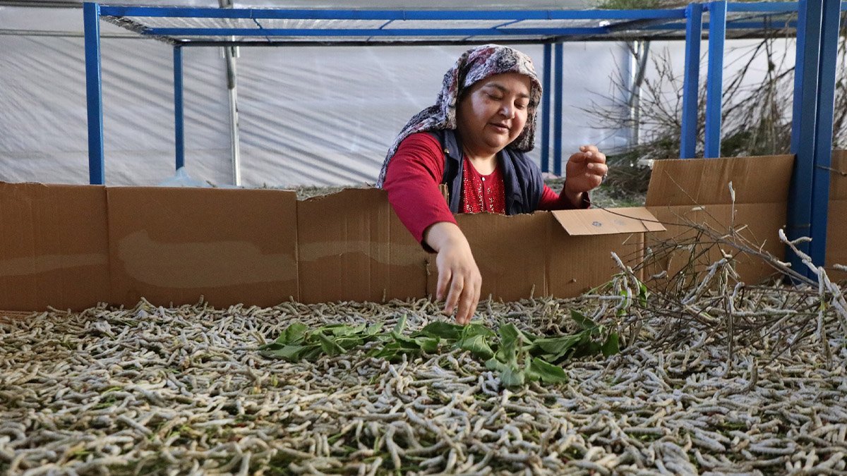 Büyükşehir’in desteklediği ipekböcekçiliği üretiminde yüzler gülüyor
