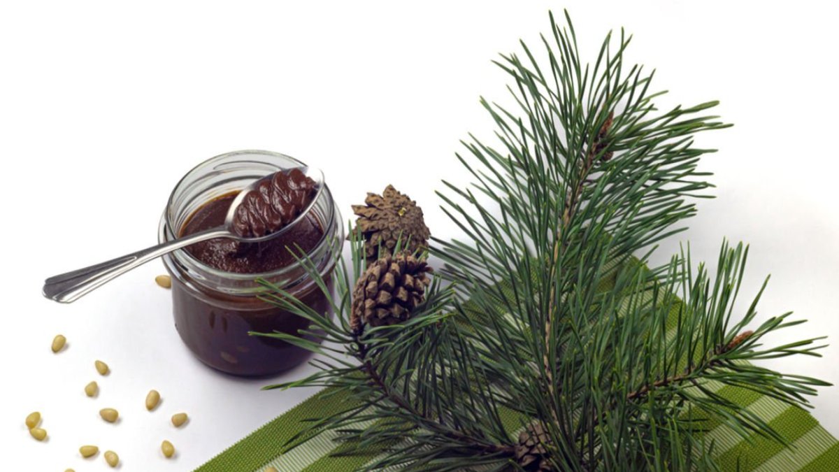 Kozalak Macunu Nedir? Faydaları Nelerdir?