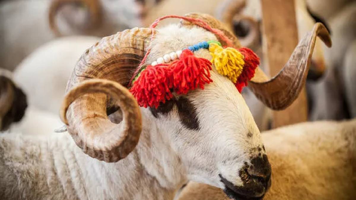 Vekaletle kurban kesimi yapacaklar dikkat! Ali Erbaş açıkladı: 2023 vekaletle kurban kesim ücretleri…