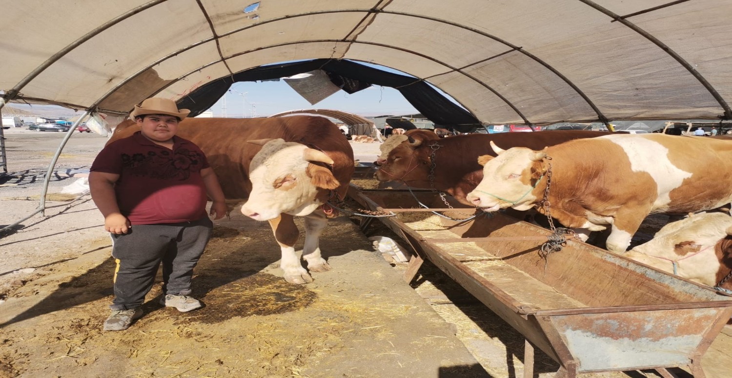 Kurban bayramına günler kala cep yakan tablo! Kurban hissesi almak pahalıya patlayacak: İşte 2023 kurbanlık fiyatları