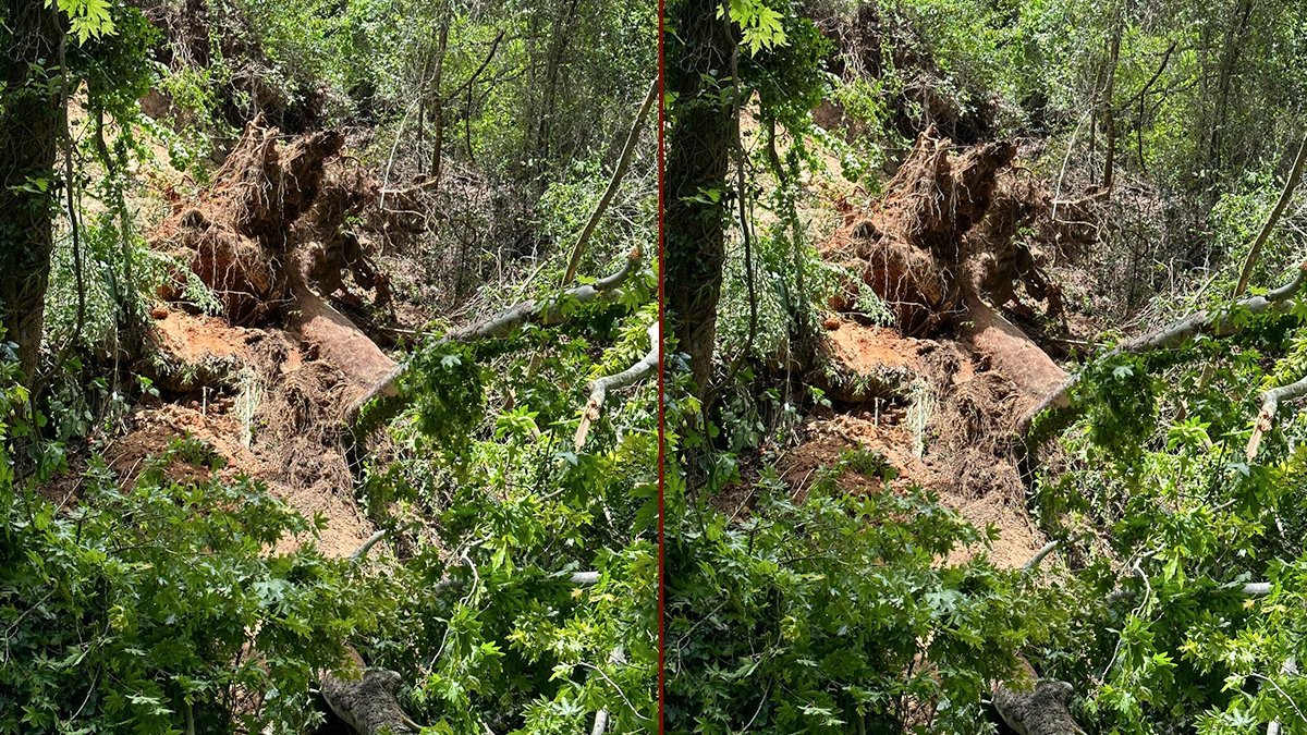 Muğla'da turistlerin üzerine ağaç devrildi: 1 ölü