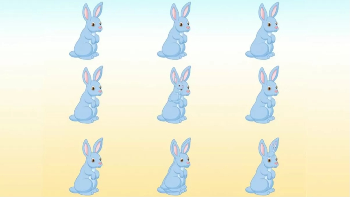 Resimdeki tavşanların hepsini 3 saniyede bulanların IQ seviyesi en az