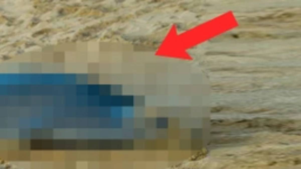 Dünyanın en tehlikeli hayvanıydı... Ölüsü bulundu, yetkililer görünce sinirden çıldırdı! O bilgiyi verene 5 bin dolar verilecek