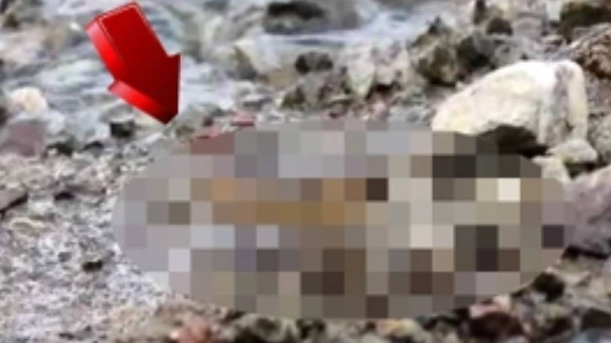 Korkulan oldu Türkiye için kırmızı alarm verildi... Ölümcül yılan o ilimizde görüldü