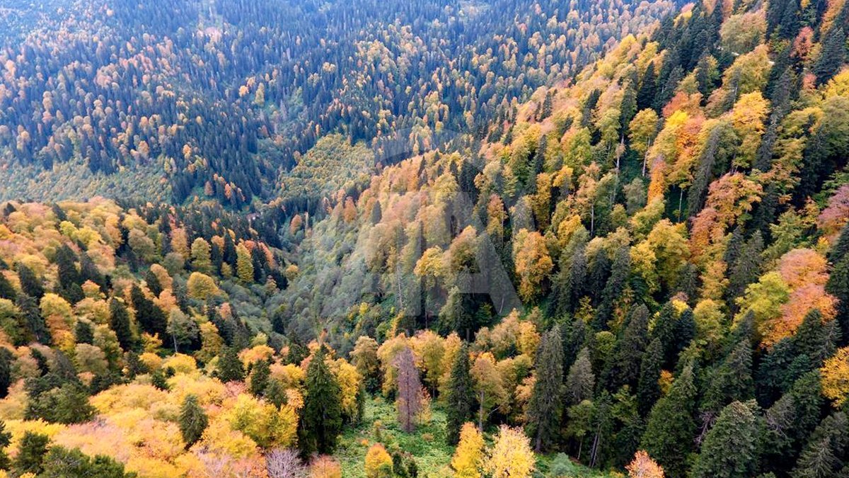 Kırklareli'nde ormanlık alana giriş yasağı