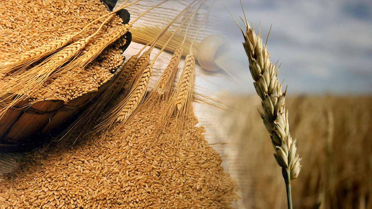 Buğday fiyatlarında dikkat çeken güncelleme! Çiftçilerin gözü kulağı burada: TOBB gücnel fiyatları açıkladı