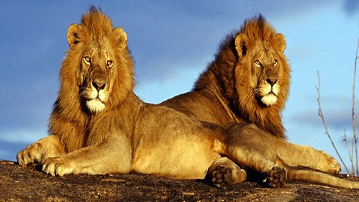 Rüyada Aslanın Saldırması: Anlam ve Yorumlar