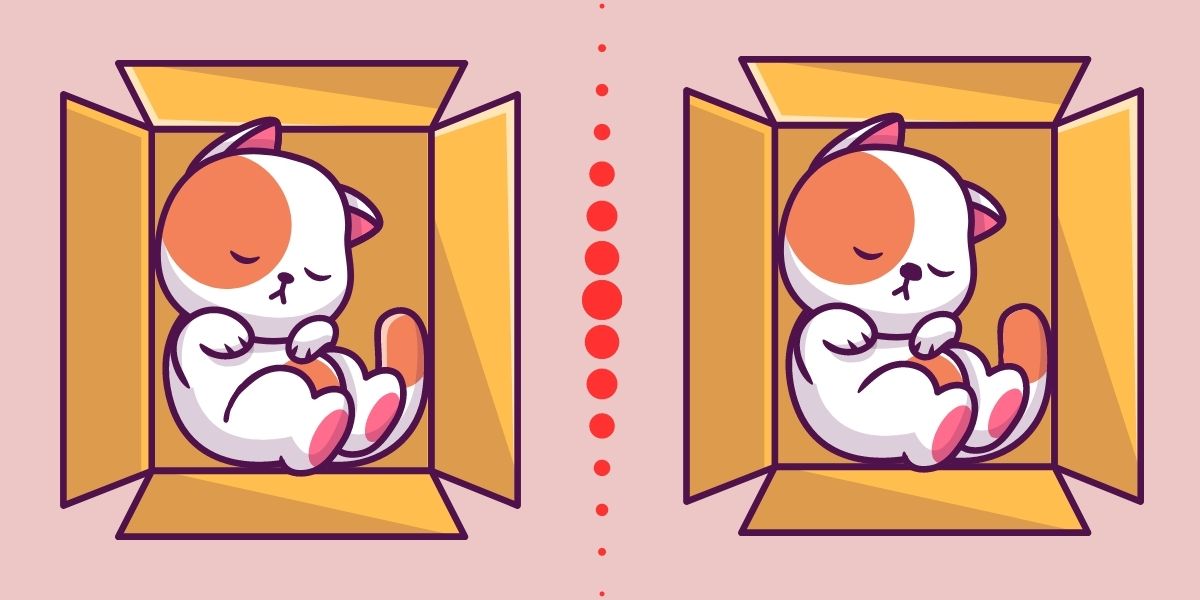 Farkı bulun: Bir kutuda uyuyan bu kediler arasındaki 3 farkı 10 saniyeden kısa sürede bulanların QI 'sü yüksek çıkıyor