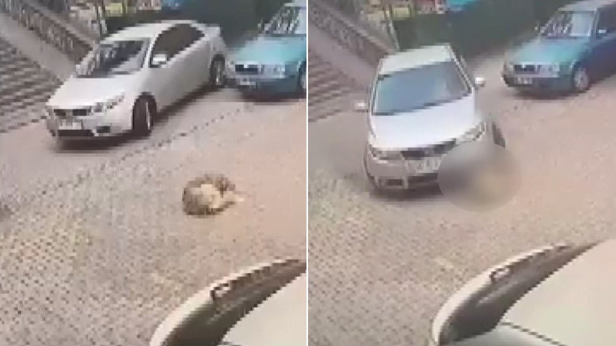 Hayvana şiddet son bulmuyor... Bu köpek katili de cezasız mı kalacak?