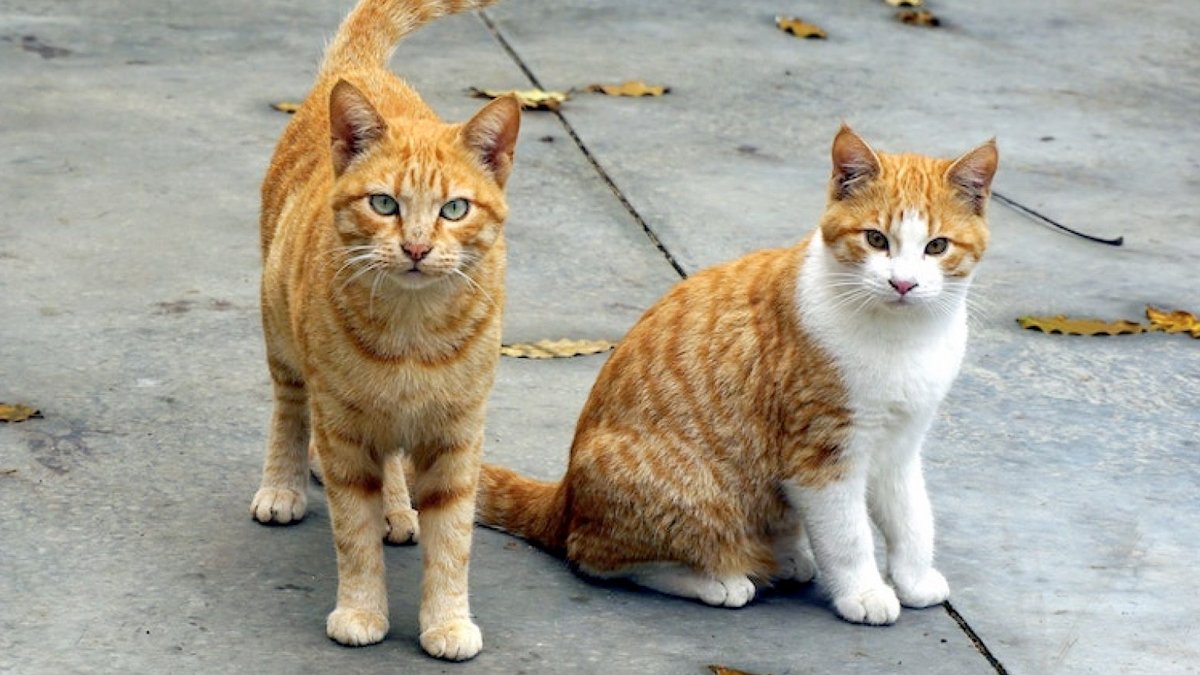 CHP, Isparta'daki kedi katliamını Meclis'e taşıdı