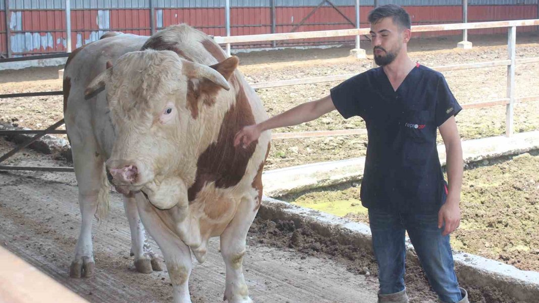 Kurbanlık boğanın fiyatı ikinci el araba ile yarışıyor: 1 ton 400 kilo