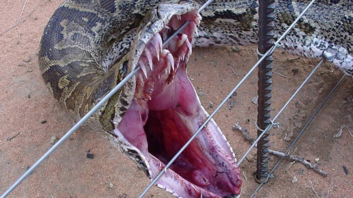 Burası Amerika değil Türkiye! Topraktan fırlayan dev yılan çiftçiyi tek hamlede hastanelik etti... o ilimizde istila başladı!