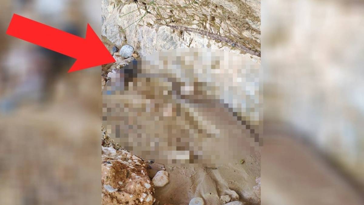 Türkiye'nin en zehirli yılanı! Gördüğünüz yerde kaçın, tek ısırığıyla saniyeler içerisinde öldürüyor: O ilimizde istila başladı