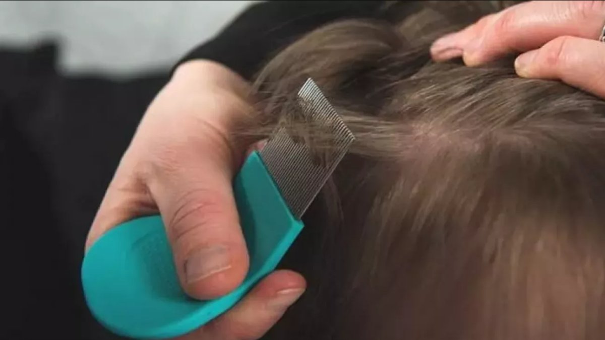 Evde Bit Nasıl Temizlenir?