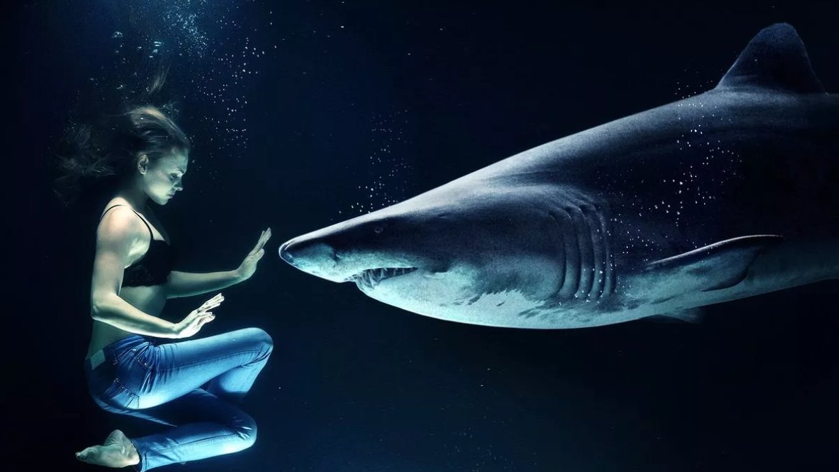 Rüyada Köpekbalığı Görmek: Anlam ve Yorum