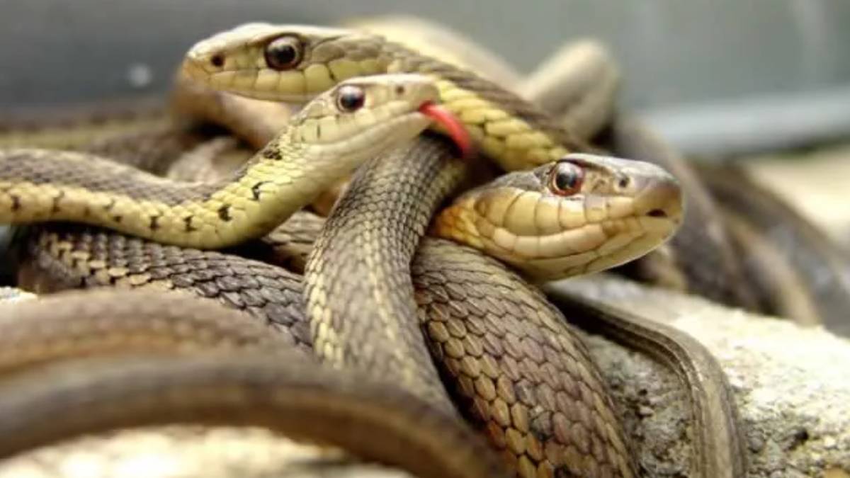 Türkiye'nin en zehirli yılanı! Genç kızı tek ısırığı ile hastanelik etti... Uzmanlar uyardı, o ilimizde istila başladı!