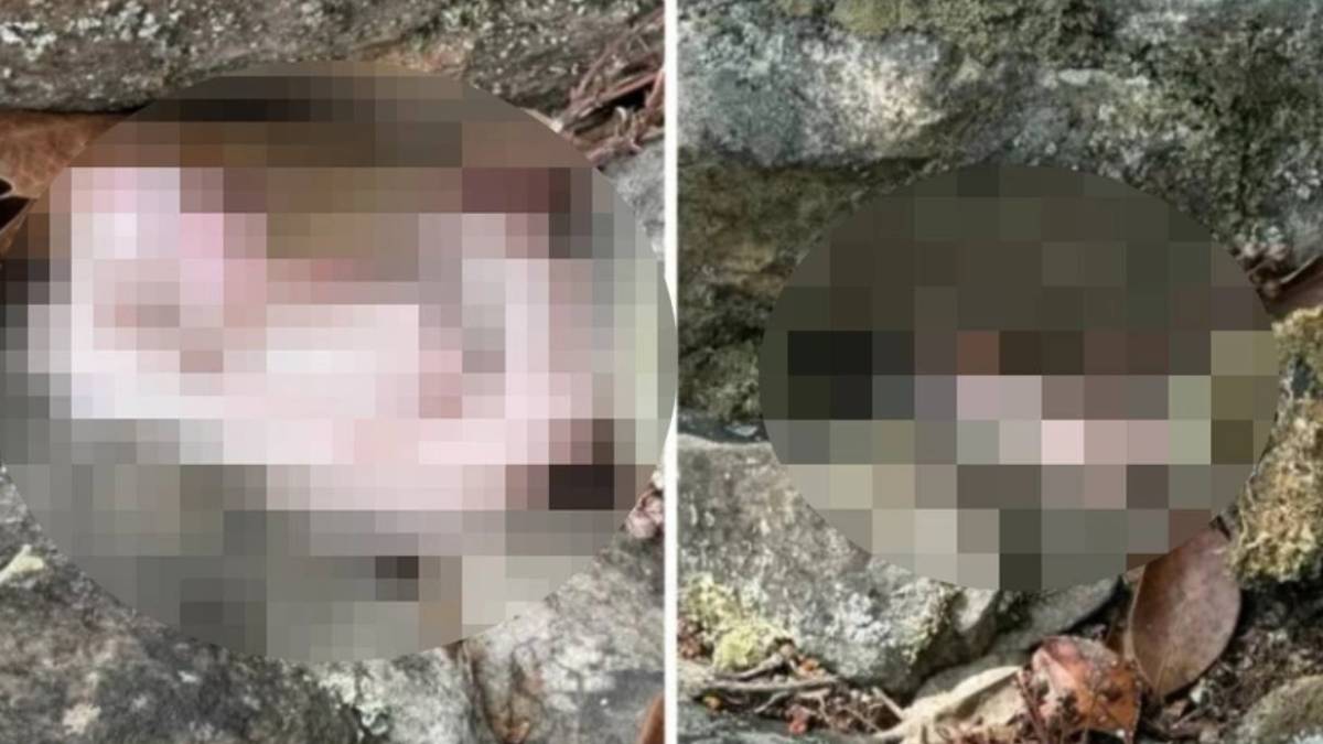 Tarih kitaplarına geçecek kare... Dünyanın en zehirli yılanını görünce uykunuz kaçacak! Dev yılan o ülkede görüldü