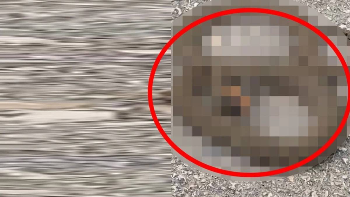 Burası Meksika değil Türkiye! Dev yılan sokak ortasında dehşet saçtı, ok gibi fırladı... O ilimizde istila başladı!