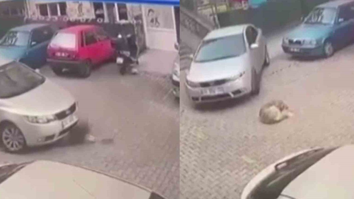 Korkunç görüntüler kamerada! Otomobiliyle köpeği ezdi, serbest bırakıldı