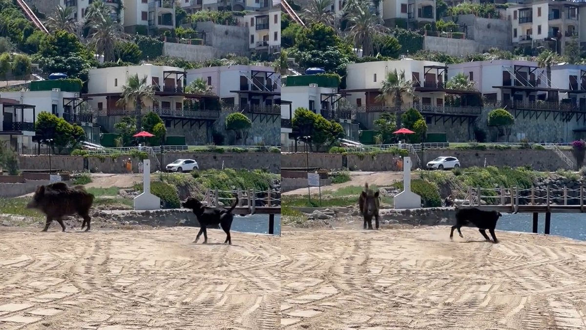 Şaşırtan görüntülerin adresi Bodrum: Sahile domuzlar indi