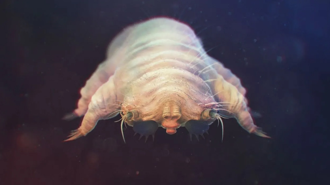 Temasla bulaşan Demodex: Her insanın derisinde 2,5 milyon tane yaşıyor