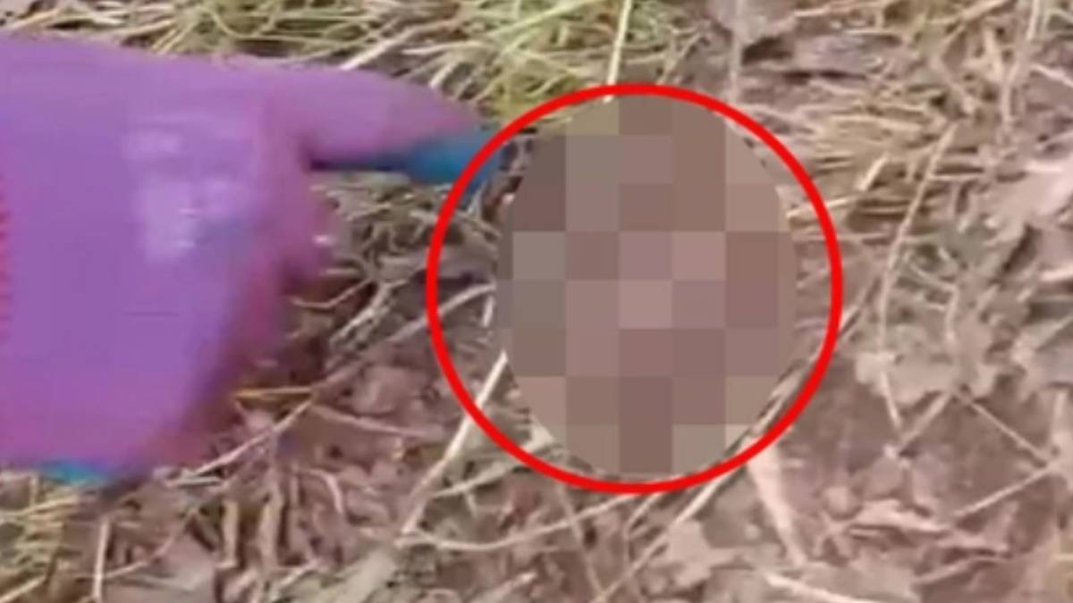 Türkiye'nin en zehirli yılanı! Tek ısırığı ile bir fili bile deviriyor... Dev yılan o ilimizde görüldü, istila başladı!