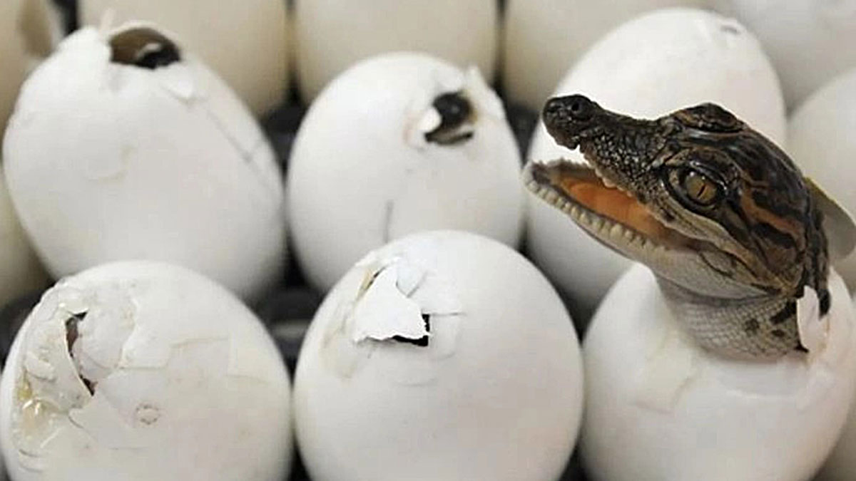 Hayvanlar aleminde korkutan gelişme! Bilim insanlarını bile hayrete düşüren olay, kıyamet alameti olarak yorumlandı!