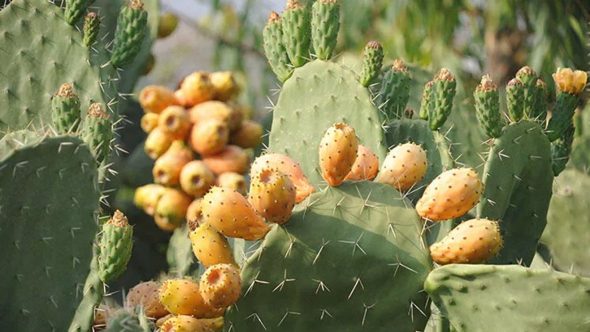Dikenli İncirin Faydaları: Sağlığınızı Destekleyen Bir Mucize