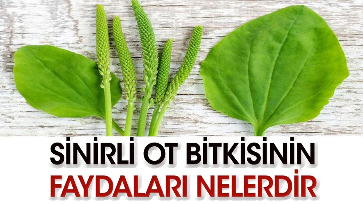 Sinir Otunun Faydaları