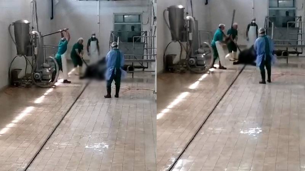 Et ve Süt Kurumu’nda büyükbaş hayvana işkence: Sorumluların işine son verildi